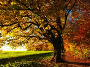 Tree with Yellow Leaves in the Fall